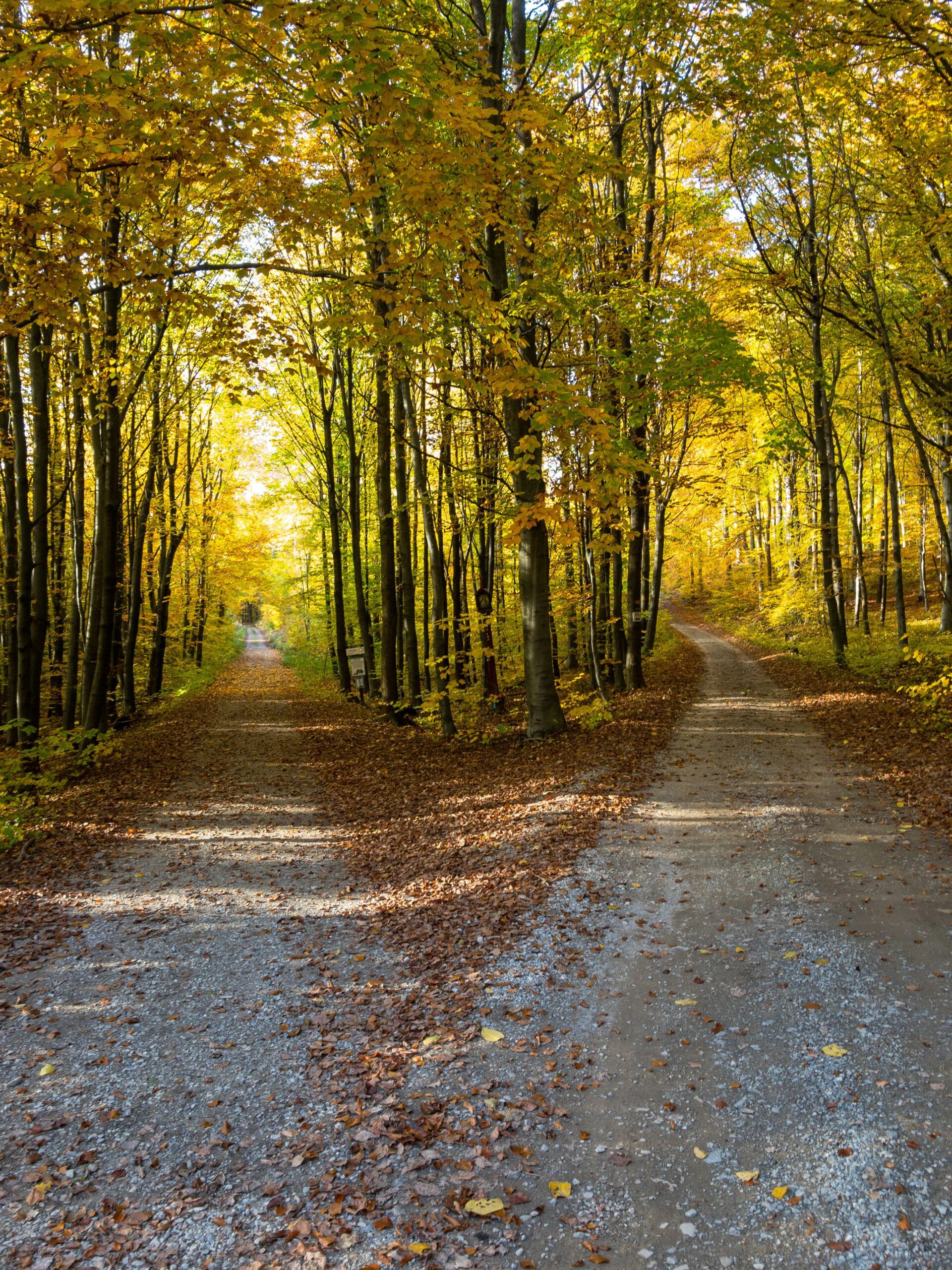 Chemins de forêts se séparant, représentant le choix à faire pour choisir un métier IT.